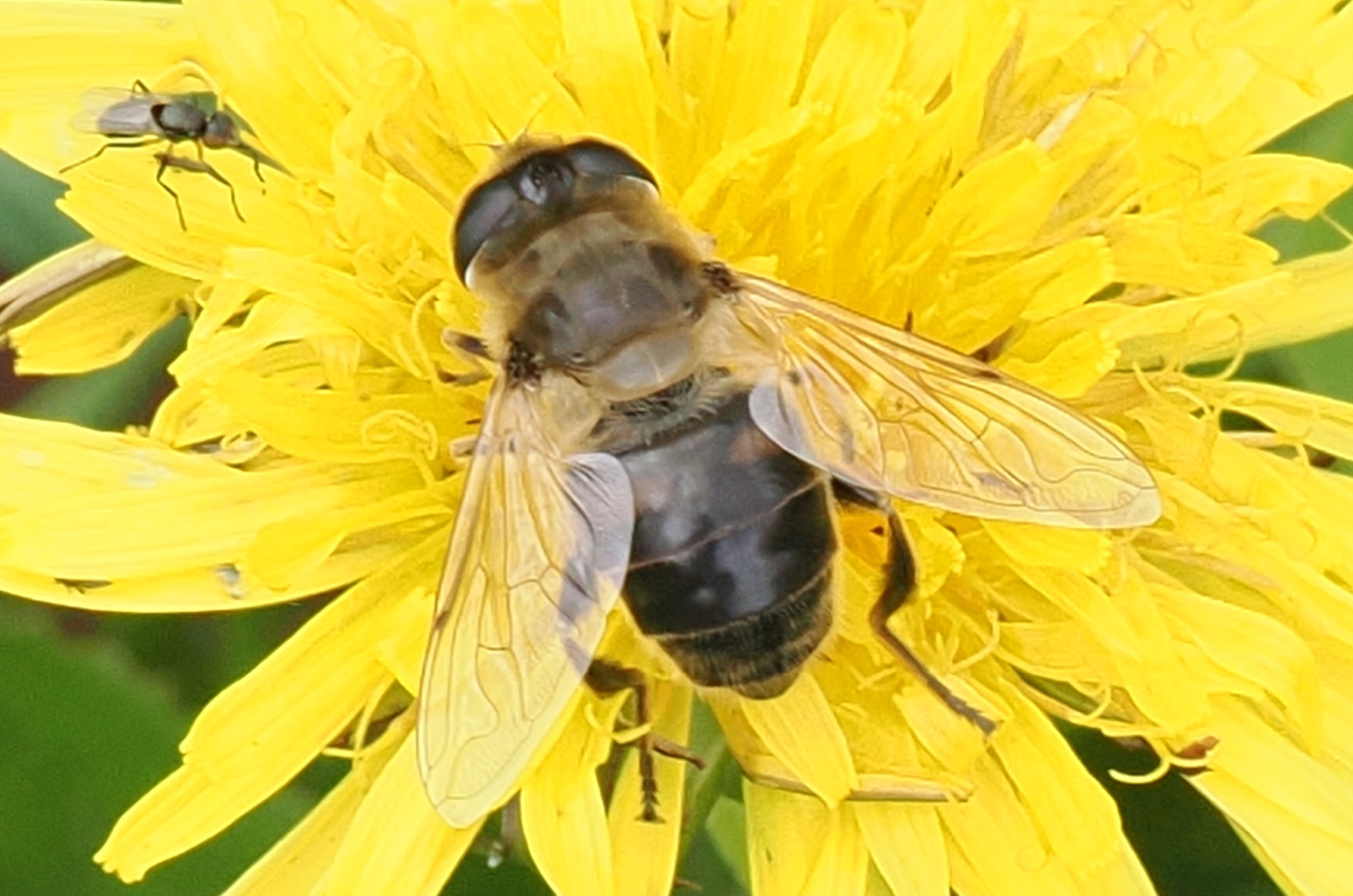 Eristalis-tenax